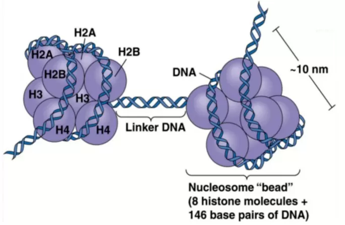 Histone Structure